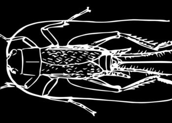 Eating Bugs – MetaDevo
