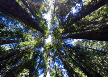 Read Google’s 2025 Environmental Report