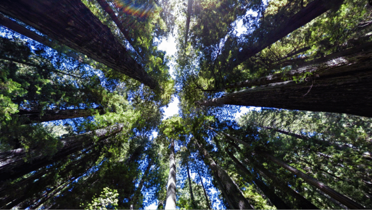 Read Google’s 2025 Environmental Report