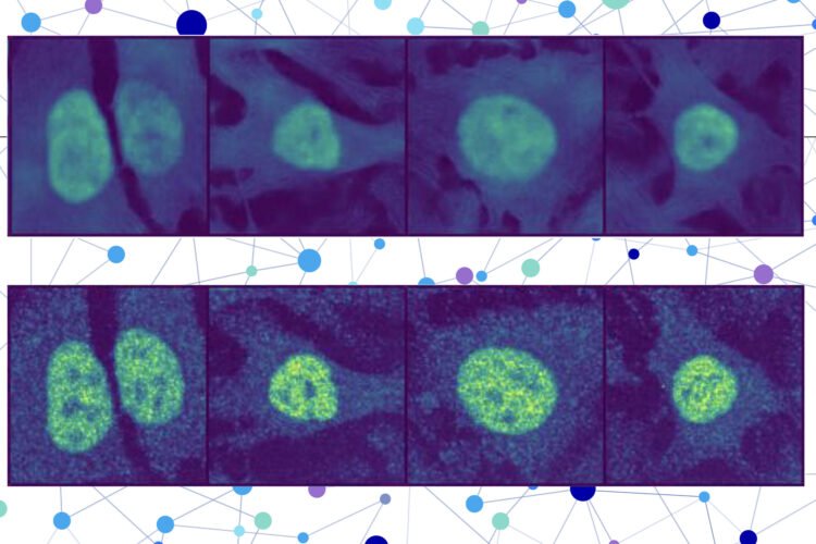 With AI, researchers predict the location of virtually any protein within a human cell | MIT News
