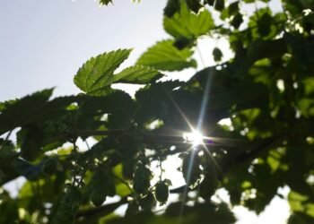 Why Sustainability Transparency Matters for Brands – Truly Deeply – Brand Strategy & Creative Agency Melbourne