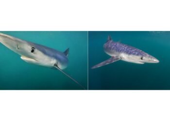 Merging AI and underwater photography to reveal hidden ocean worlds | MIT News