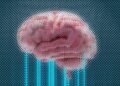Brand Marketing And The Divided Brain
