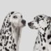 Impersonators are targeting companies with fake TechCrunch outreach