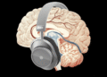 An Oura Ring for your brain? Neurable is working on it and Apple may be next