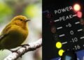 New Perch AI model helps protect endangered species