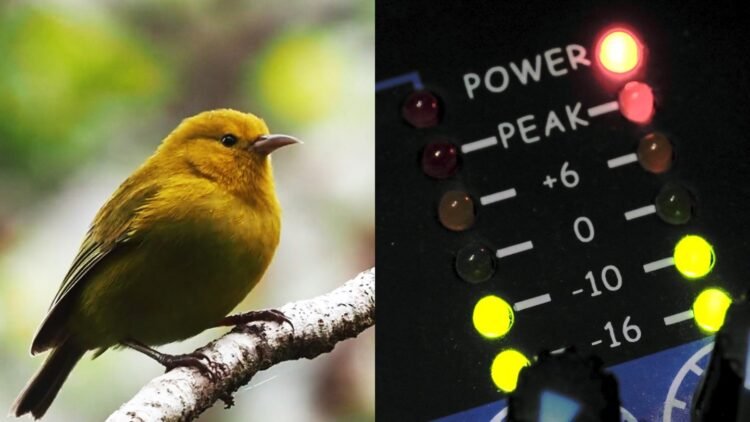 New Perch AI model helps protect endangered species