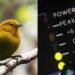 New Perch AI model helps protect endangered species