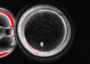 Scientists Made Human Eggs from Skin Cells and Used Them to Form Embryos