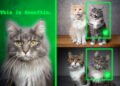 Method teaches generative AI models to locate personalized objects | MIT News