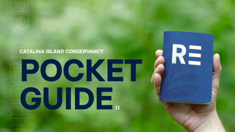 How do you make a campaign pocket guide feel like an adventure?