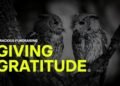 Giving gratitude: Graciousness in fundraising