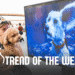 Experiential Marketing Trend of the Week: Dog-First Events