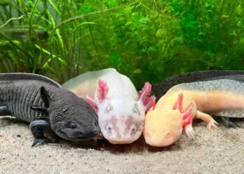 VANCOUVER AQUARIUM LAUNCHES NEW PERMANENT EXHIBIT