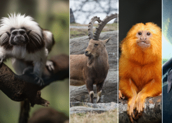 Using AI to preserve the genetic code of endangered species