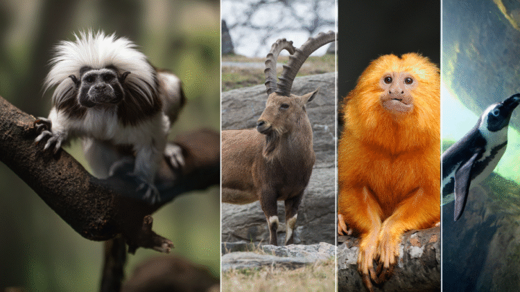 Using AI to preserve the genetic code of endangered species