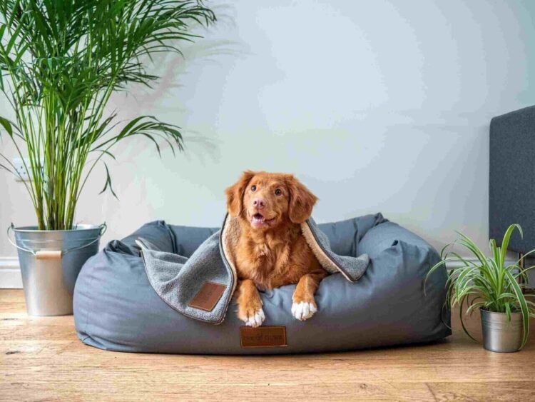 Pet Brand Storytelling: How to Win Hearts (and Headlines)