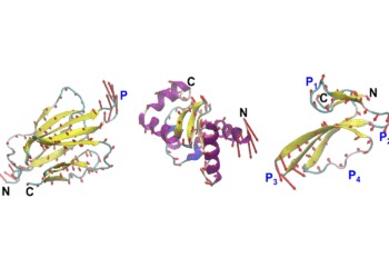 MIT engineers design proteins by their motion, not just their shape | MIT News