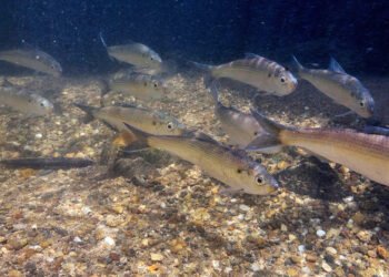 Augmenting citizen science with computer vision for fish monitoring | MIT News