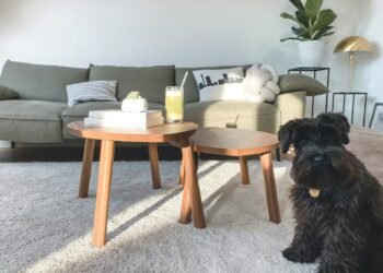 Stop Falling for the Coupon: How to Hire a Carpet Cleaner Who Won’t Ruin Your Floors