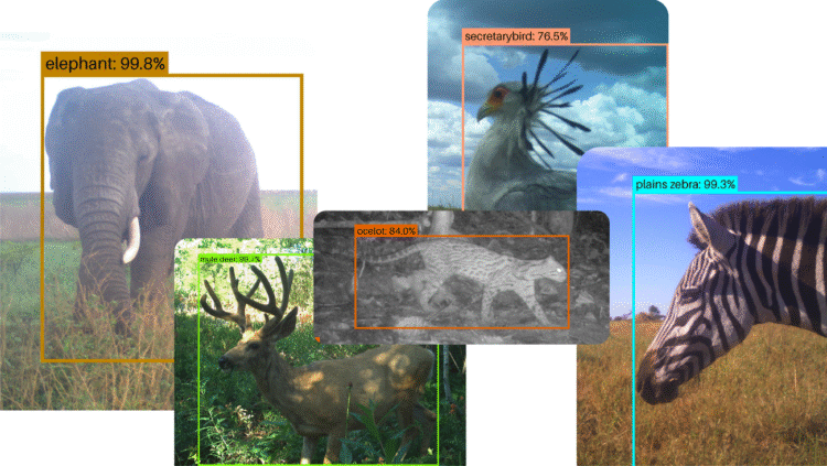 How SpeciesNet helps protect wildlife