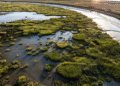 Google announces local wetland restoration and research partnership in Mountain View