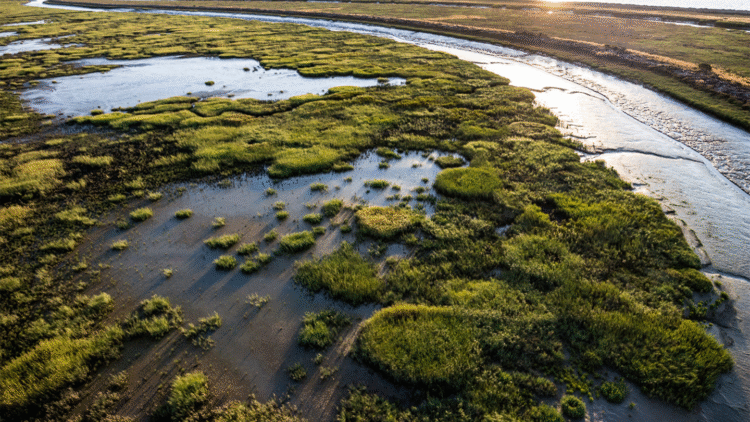 Google announces local wetland restoration and research partnership in Mountain View