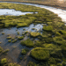 Google announces local wetland restoration and research partnership in Mountain View