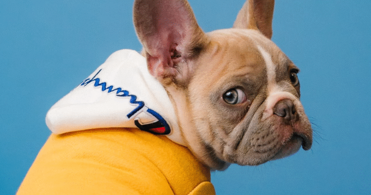 How Pet Brands Turn Consumer Data Into Media Coverage That Matters