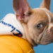 How Pet Brands Turn Consumer Data Into Media Coverage That Matters