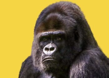 Guerrilla Marketing for Small Business Owners That Works