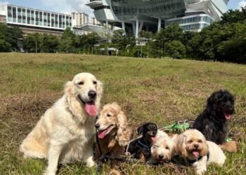 How Pampered Pets Makes Pet Travel Safe and Comfortable