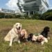 How Pampered Pets Makes Pet Travel Safe and Comfortable