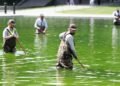 Why the Reflecting Pool Is Full of Algae After Trump’s Renovation