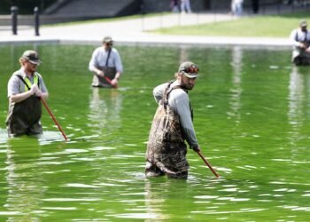 Why the Reflecting Pool Is Full of Algae After Trump’s Renovation