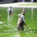 Why the Reflecting Pool Is Full of Algae After Trump’s Renovation