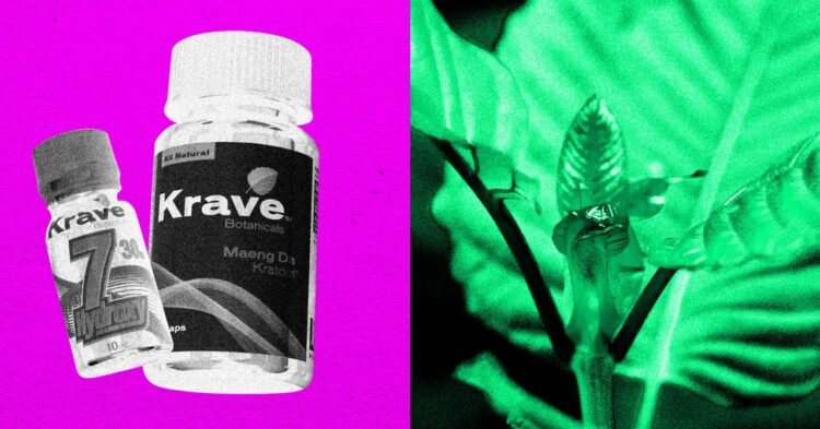 The DEA Plans to Ban Opioid-Like Kratom Compound 7-OH