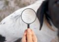 Ticks, Fleas, and the Importance of Year-Round Protection for Pets