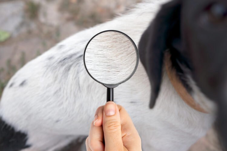 Ticks, Fleas, and the Importance of Year-Round Protection for Pets