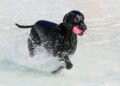 How to Choose the Best Dog Toy for Your Dog’s Age, Play Style, and Personality