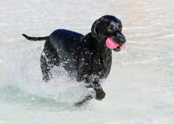 How to Choose the Best Dog Toy for Your Dog’s Age, Play Style, and Personality