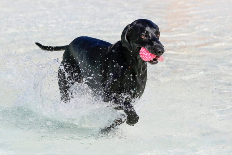 How to Choose the Best Dog Toy for Your Dog’s Age, Play Style, and Personality