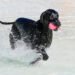 How to Choose the Best Dog Toy for Your Dog’s Age, Play Style, and Personality