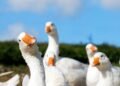 Goose, a New Gay Dating App, Appears to Be a Psyop