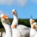 Goose, a New Gay Dating App, Appears to Be a Psyop