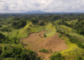 Google supports Thryve.Earth agroforestry efforts