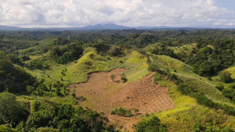 Google supports Thryve.Earth agroforestry efforts