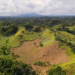 Google supports Thryve.Earth agroforestry efforts