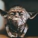 Why Brand Fandom Is Replacing Traditional Marketing