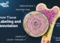 A Practical Guide to Bone Tissue Labeling and Annotation